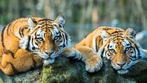 6 Days Golden Triangle Tour with Ranthambore Tiger Safari
