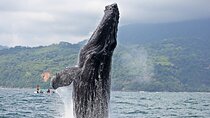 Whales and Dolphins watching Tour From Manuel Antonio