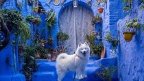 FES TO Chefchaouen Day Trip- luxury Private Tour