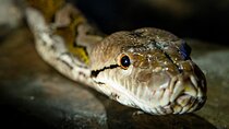 Reptile House Experience at Melbourne Zoo - excl. entry