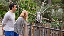 Lemur Experience at Melbourne Zoo - excl. entry
