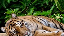 Tiger Experience at Melbourne Zoo - excl. entry