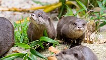 Otter Experience at Melbourne Zoo - excl. entry
