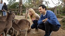 Kangaroo Experience at Melbourne Zoo - excl. entry