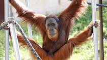Orangutan Experience at Melbourne Zoo - excl. entry