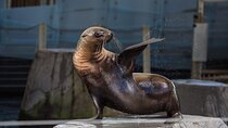 Seal Experience at Melbourne Zoo - excl. entry