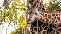 Giraffe Experience at Melbourne Zoo - excl. entry