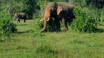 Wildlife Watching in Minneriya National Park Safari with Hiru