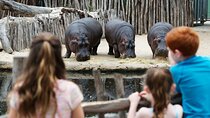 Hippo Experience at Werribee Open Range Zoo - excl. entry
