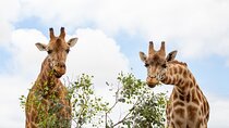 Giraffe Experience at Werribee Open Range Zoo - excl. entry