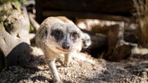 Meerkat Experience at Werribee Open Range Zoo - excl. entry