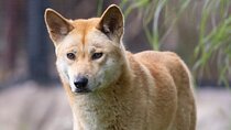Dingo Experience at Healesville Sanctuary - excl. entry