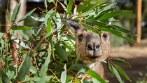 Kangaroo Experience at Healesville Sanctuary - excl. entry