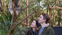 Koala Experience at Healesville Sanctuary - excl. entry