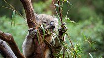 VIP Sanctuary Tour at Healesville Sanctuary - excl. entry