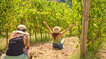 Half day Chianti Vineyard Escape from Florence with Wine Tastings