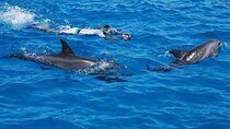 Full-Day Sea Trip with Dolphins and Snorkeling in Red Sea