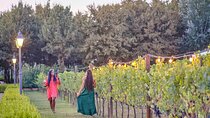 Exclusive Winery Tour with Tasting and Dinner in Chianti vineyard
