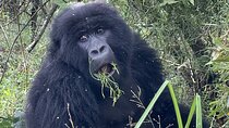 1 Day Guided Gorilla Trekking Safari Experience in Rwanda