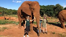 Elephant & Monkey Sanctuary Tour from Johannesburg