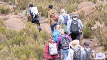 Half Day Mount Kilimanjaro Trekking 