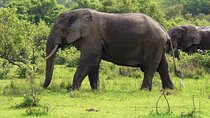 3 Days Mole National Park Safari Tours