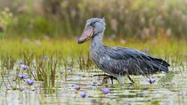 6 Hours Shoebill Stock and Mabamba Birding Private Experience 