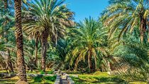 Al Ain Oasis Tour with Pickup and Drop off