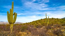 Saguaro NP and Mt. Lemmon Self Guided Driving Audio Tour Bundle