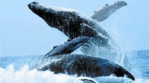 Humpback Whales Excursion in Samana