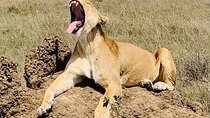 5-Day Tanzania Safaris (living Among lions-mid-range)