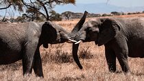 6 Days Enchanting Tanzania Safaris - Mid Range Safari