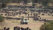7 Days The Great Migration in Serengeti National Park, Tanzania