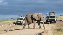 6 Days Safari Tour in Amboseli, Tsavo West and Tsavo East