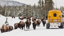 Jackson 4-Day and 3-Night Grand Teton and Yellowstone Winter Tour