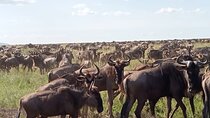 5 Days Classic Tarangire, Serengeti and Ngorongoro Crater Tour
