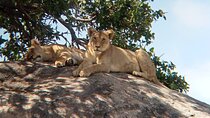 2 Days Comfort Tarangire National & Ngorongoro Crater Tour