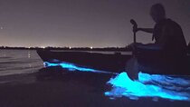 Auckland Bioluminescence Kayak Tour