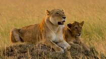 10 Days Kenya Wildlife Safari and Mombasa Diani Beach Tour
