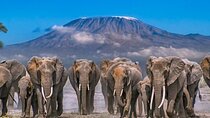 Amboseli National Park Day Tour