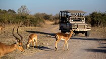 Cape Town Big Five Safari Full Day Tour with Lunch