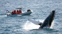 3-Hour Guided Whale and Dolphin Watching Experience in San Diego