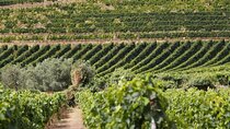 Private Full-Day Tour with Lunch and Wine Experience in Portugal