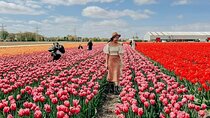 Amsterdam: Day trip to Tulip Farm, Keukenhof + Windmill Cruise