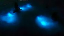 Luminous Lagoon Night Tour and Swim/Fire Dance from Montego Bay