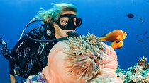 Discover Scuba Diving Adventure in Dubai with Private Transfer