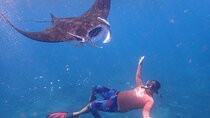 From Bali: Snorkeling with Manta Rays in Nusa Lembongan & Penida