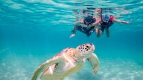 Turtle Snorkeling Private Tour – Sea Turtles & Cenote in Tulum