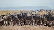 4-Day Safari Adventure in Tanzania