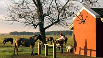 100% Gaucho Experience in a Traditional Estancia